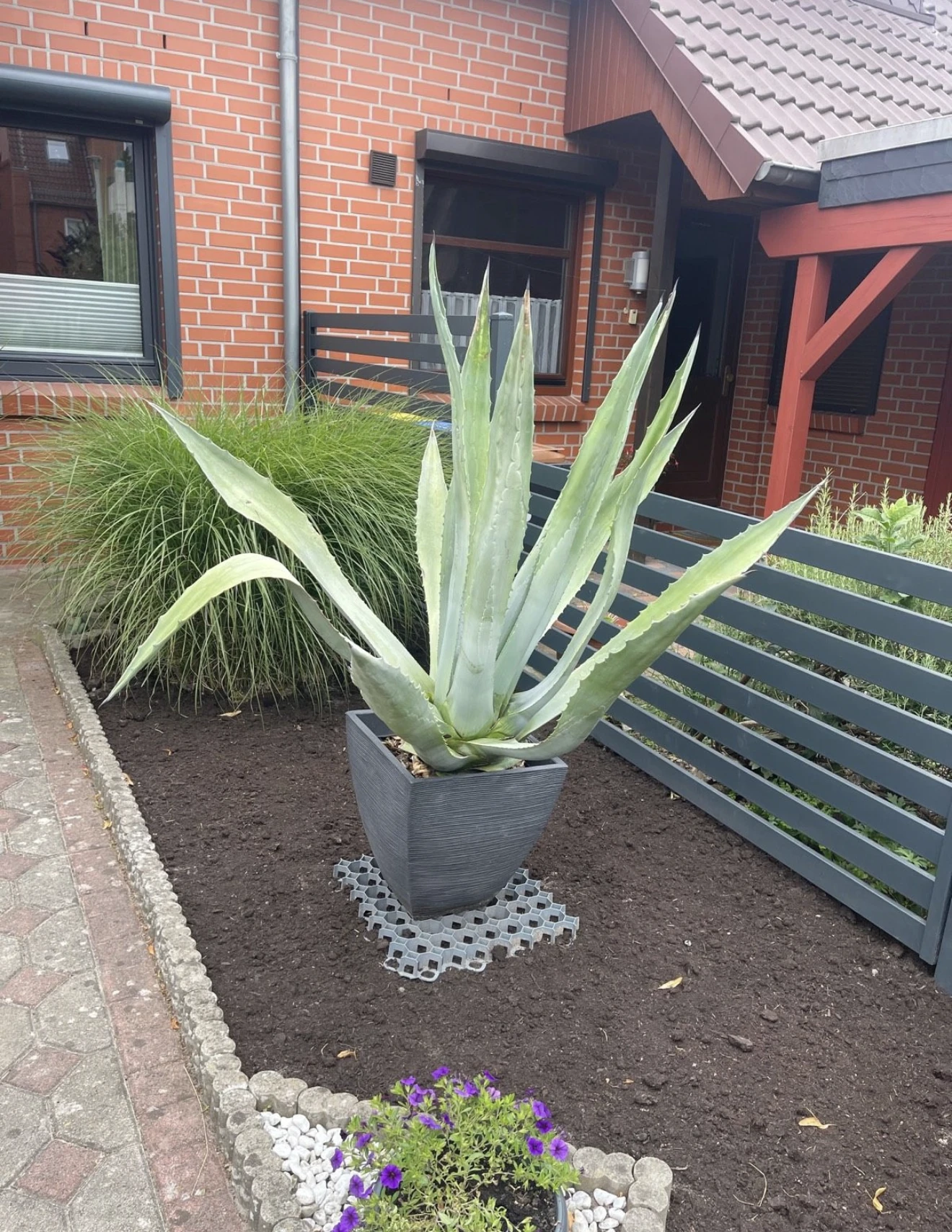 Agave mit Topf