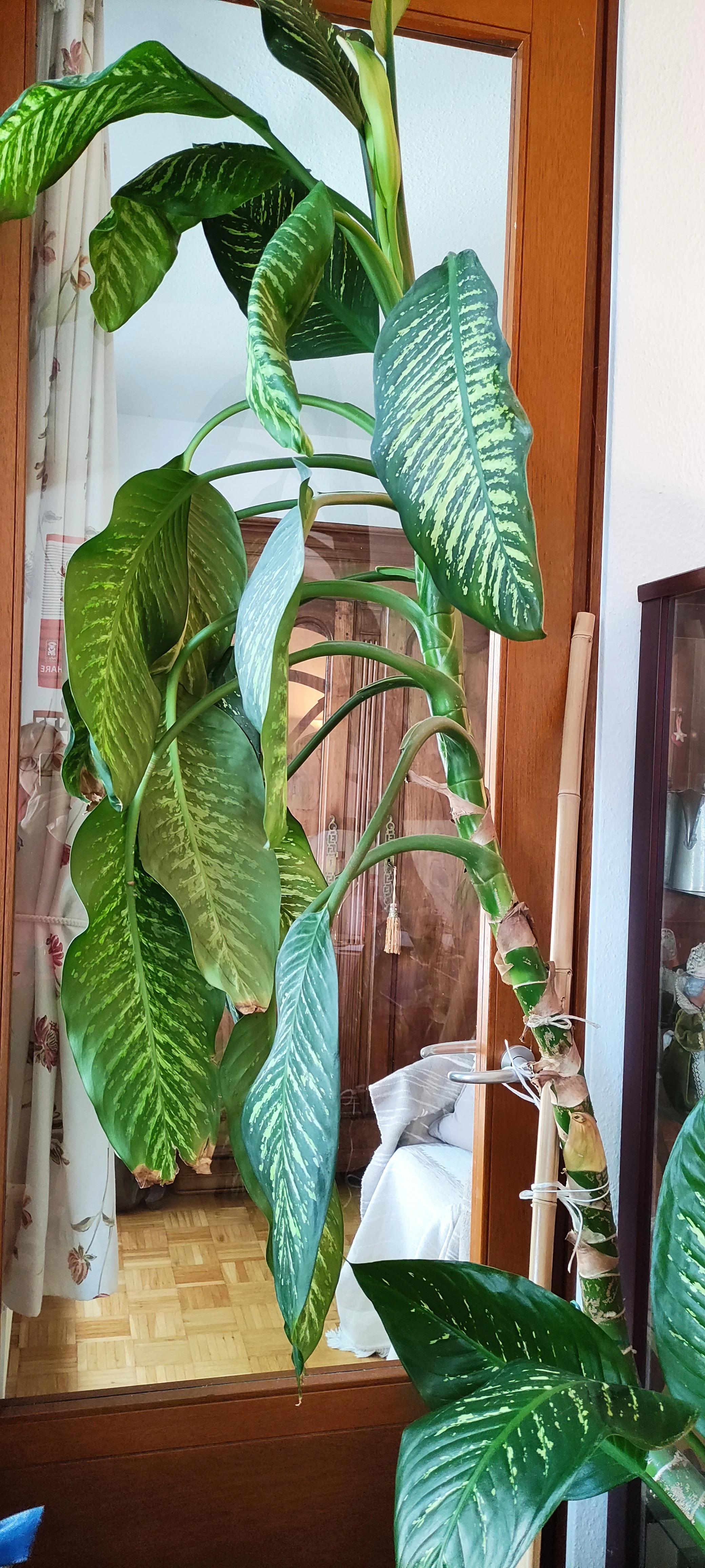 Difembachia 
