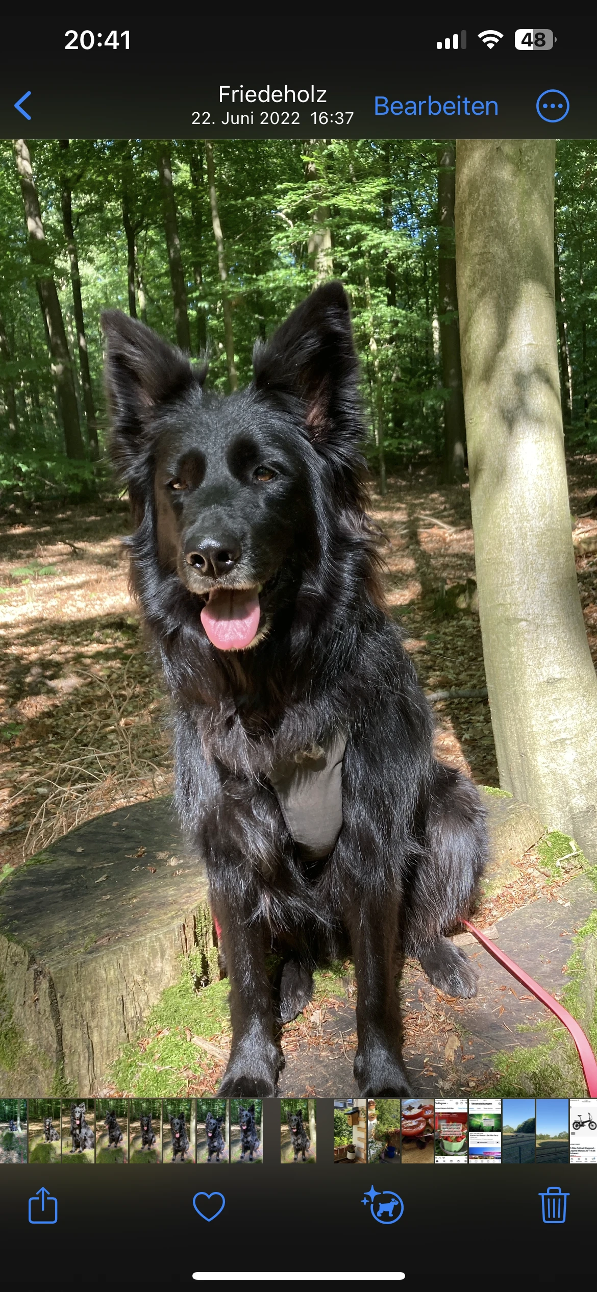 Im Wald