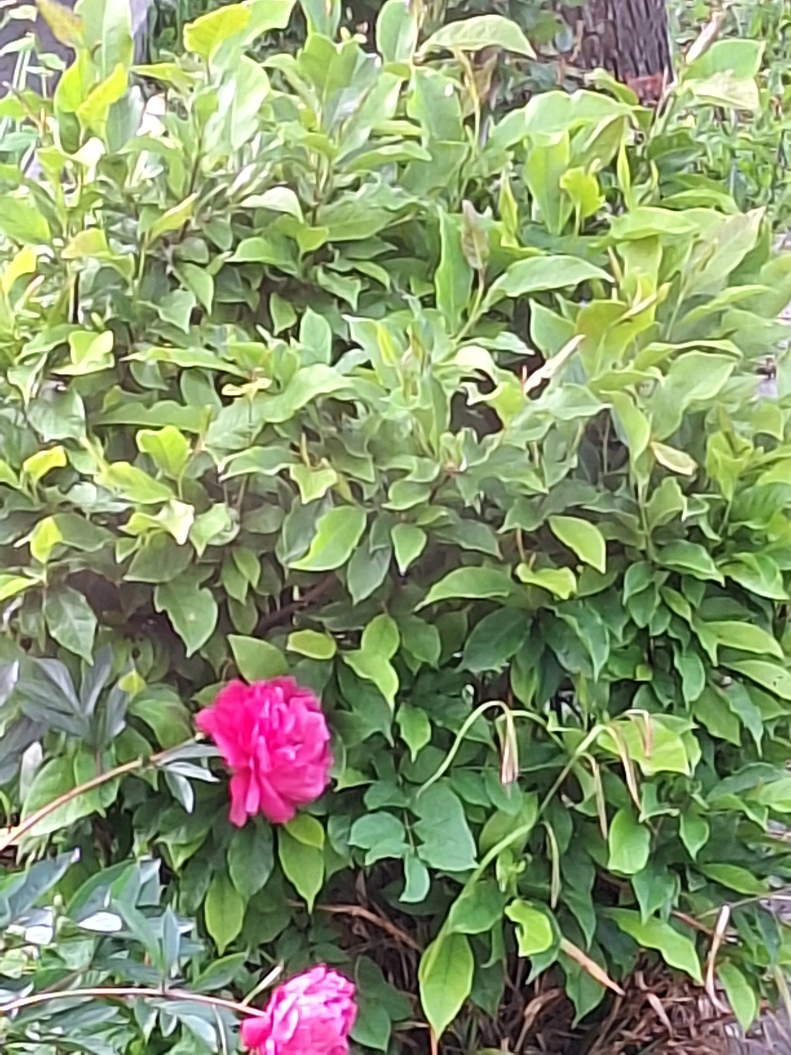 Magnolienbusch