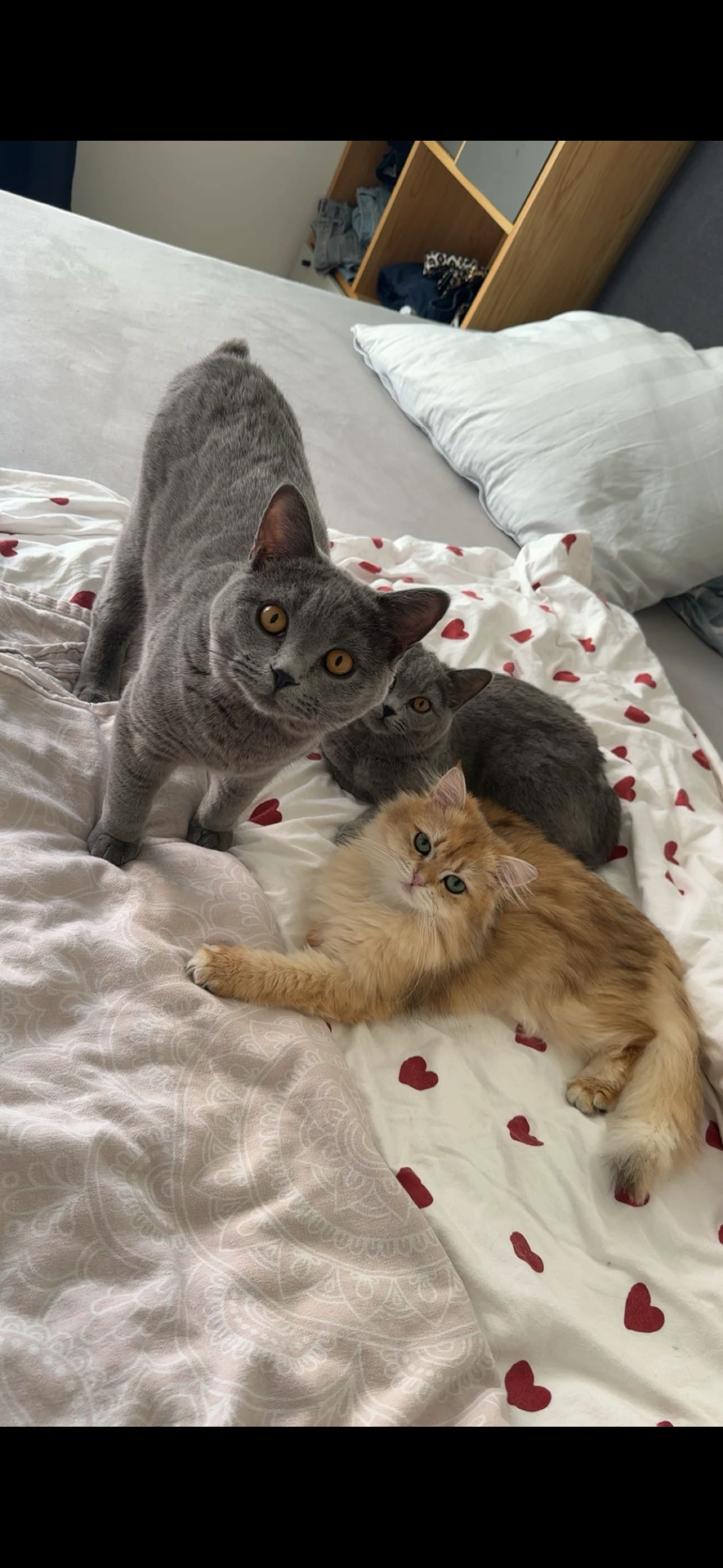 Meine 3 Katzen 