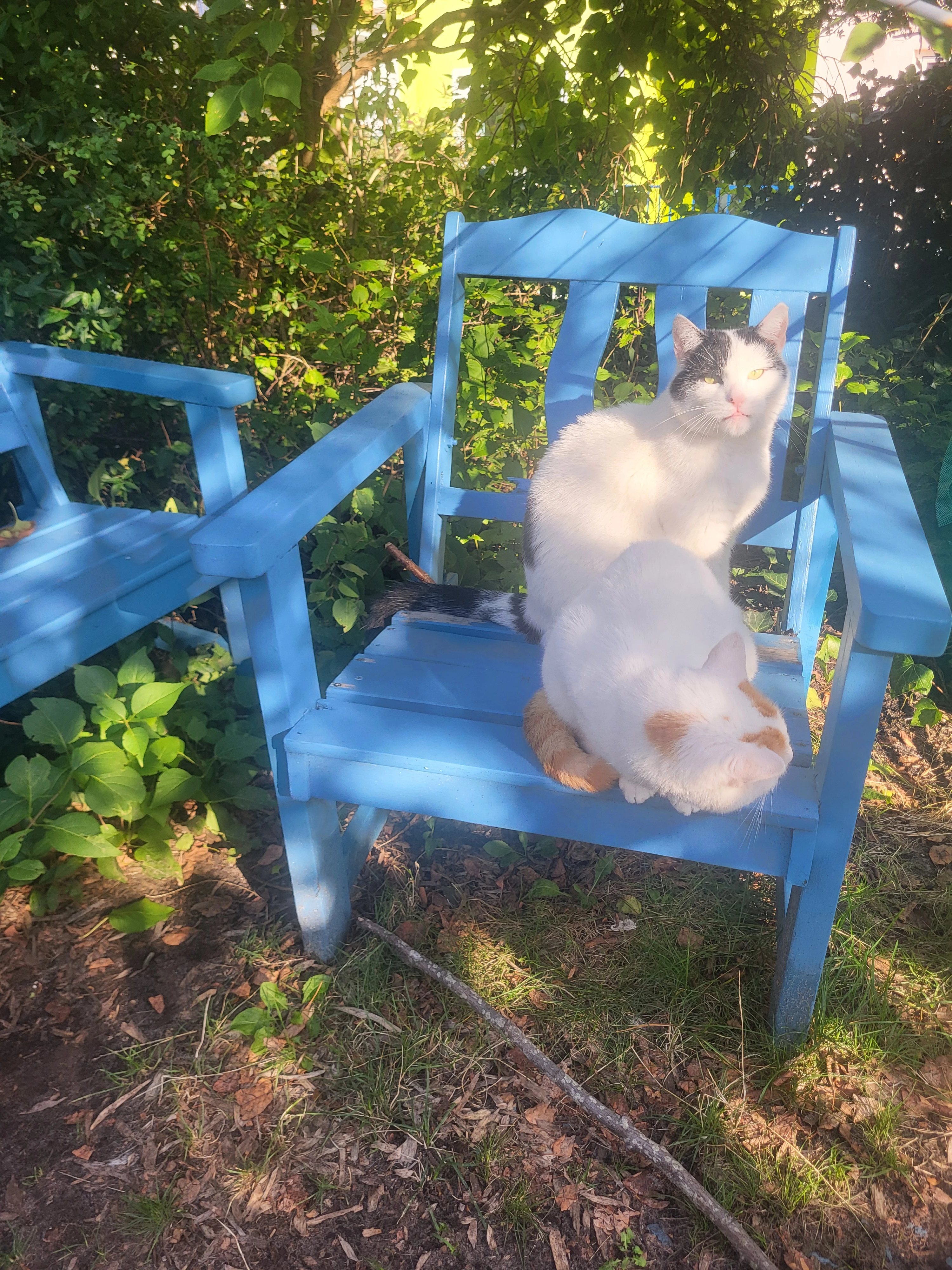 Die beiden Katzen 🐱 