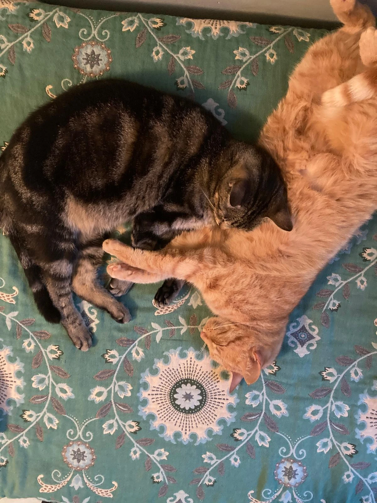 Meine beiden Katzen