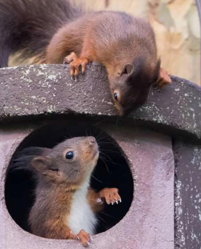 © imagebroker/Imago