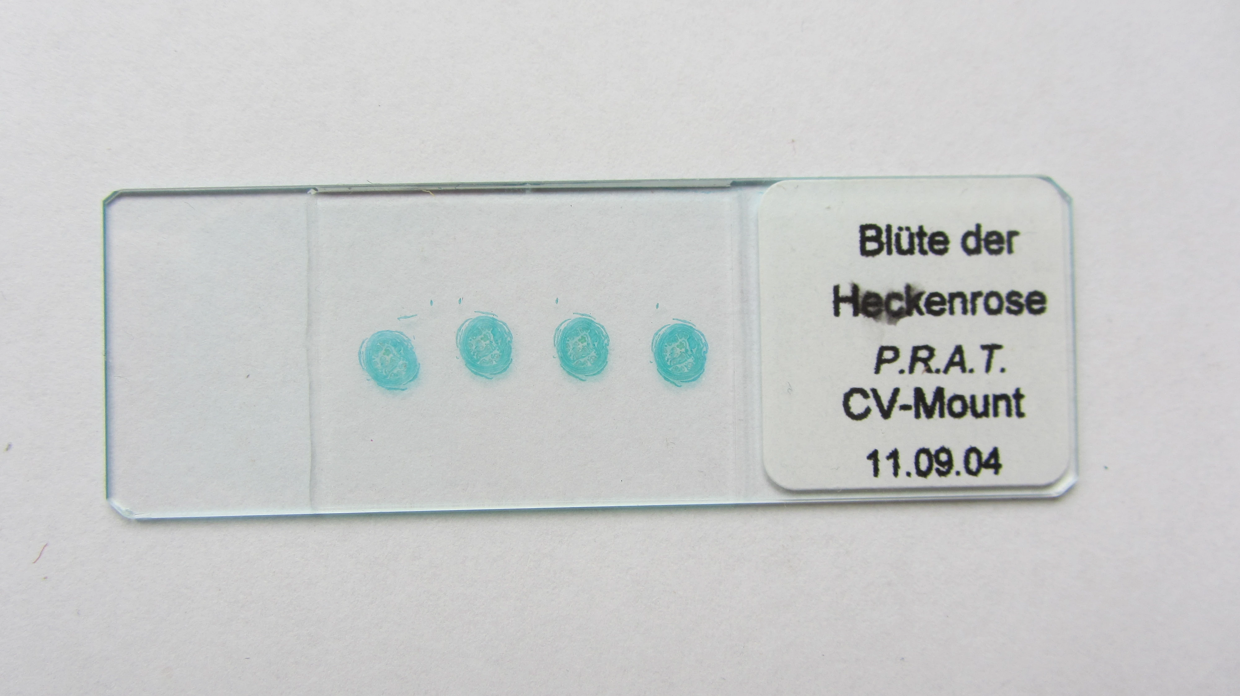 Objektträger für die Mikroskopbetrachtung