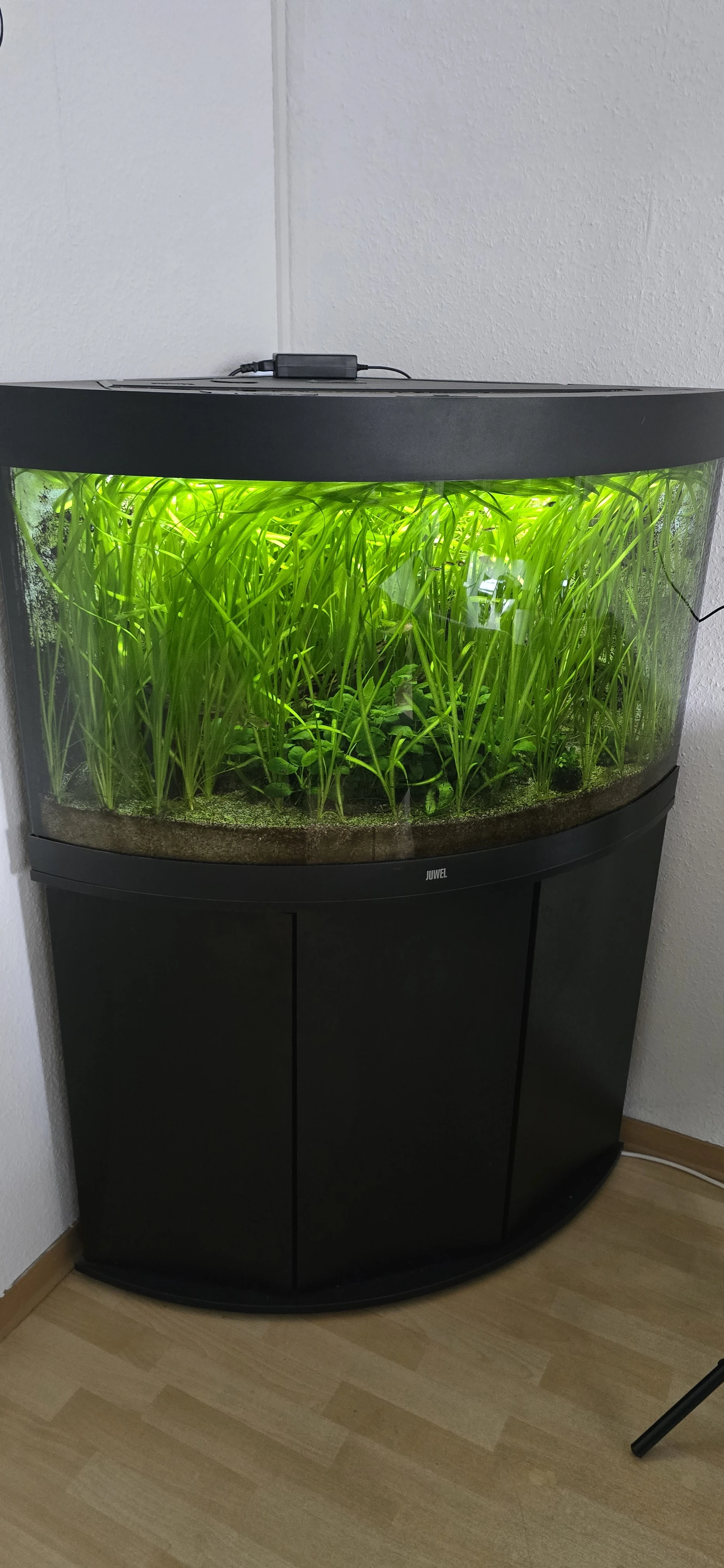 Eckaquarium 250 Liter