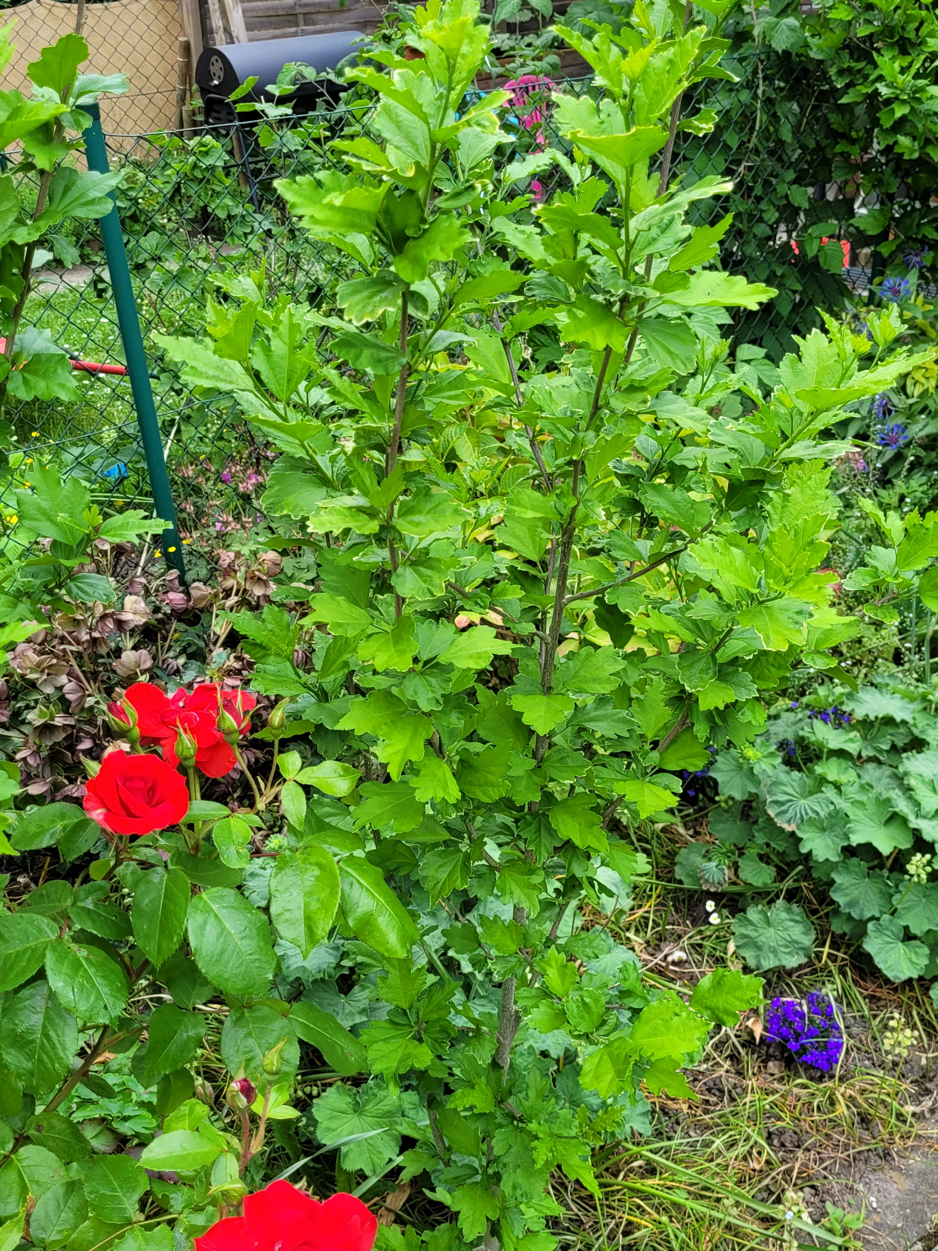 Hibiscus