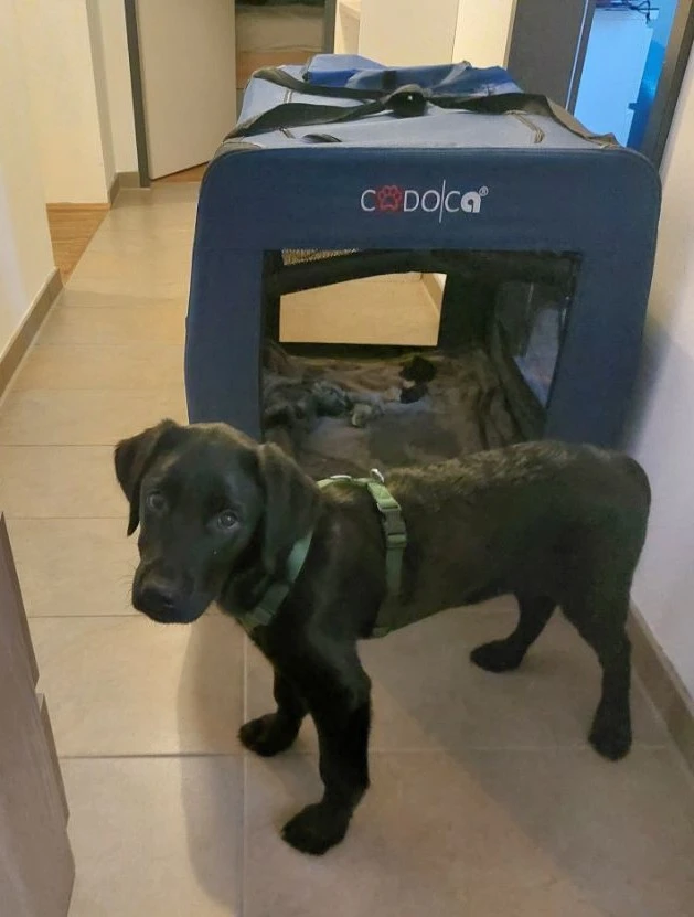 Hundebox 