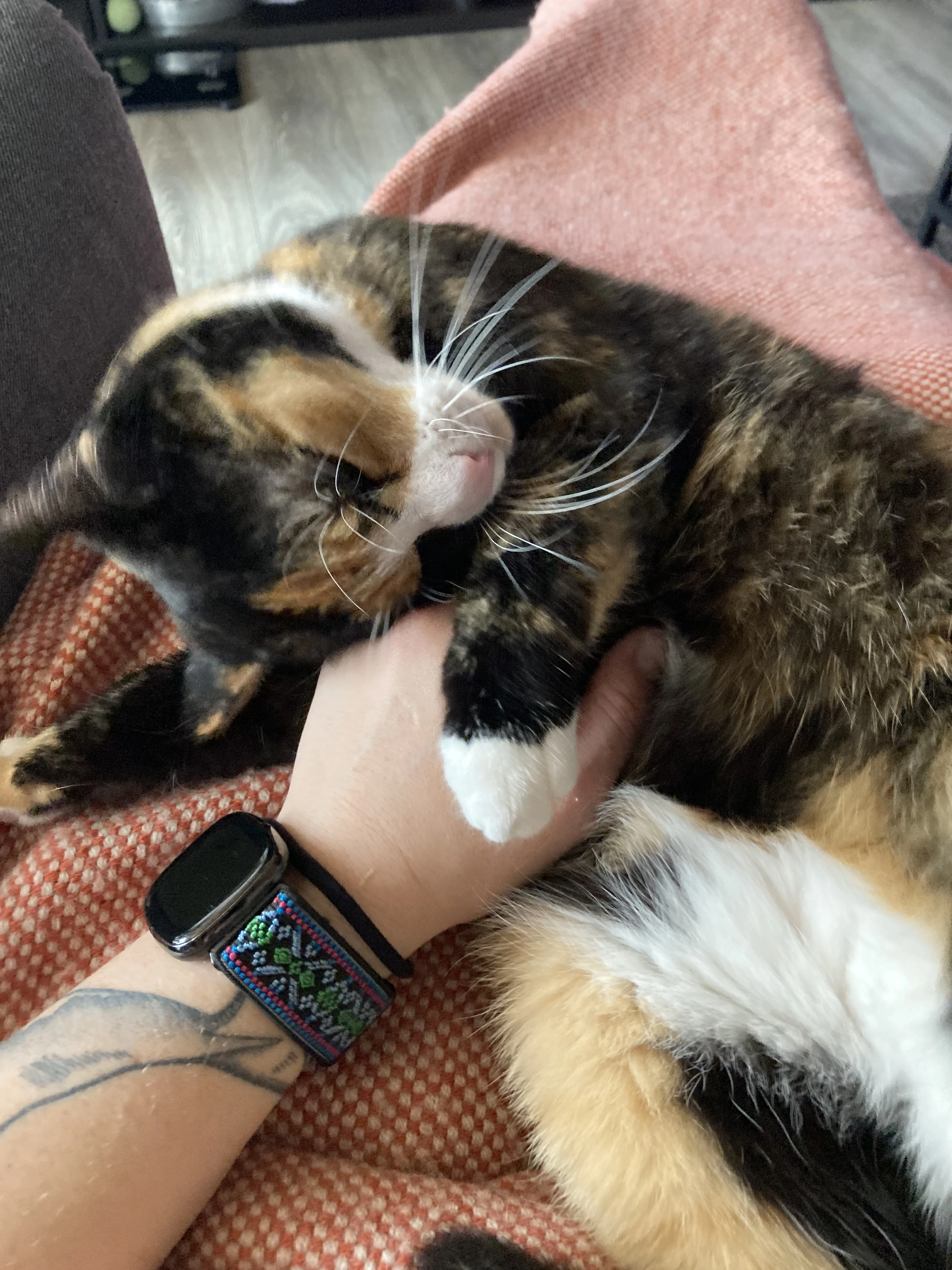Meine Katze Maple