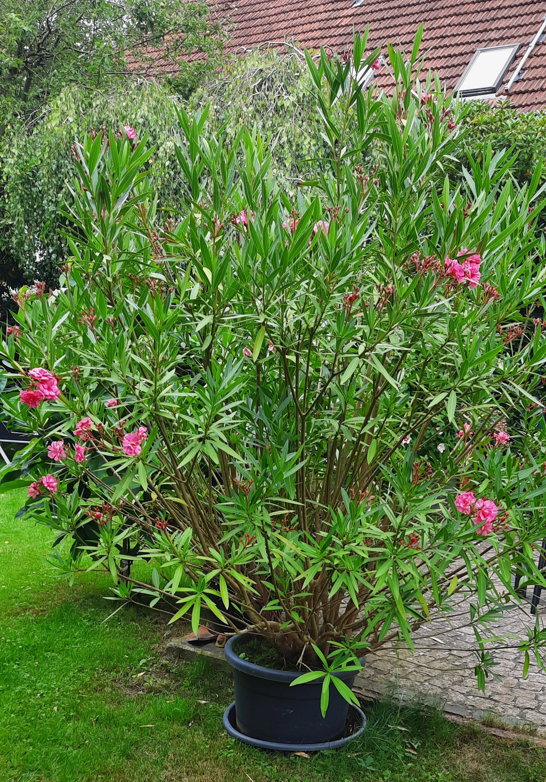 Oleander,  Höhe ca. 2 m