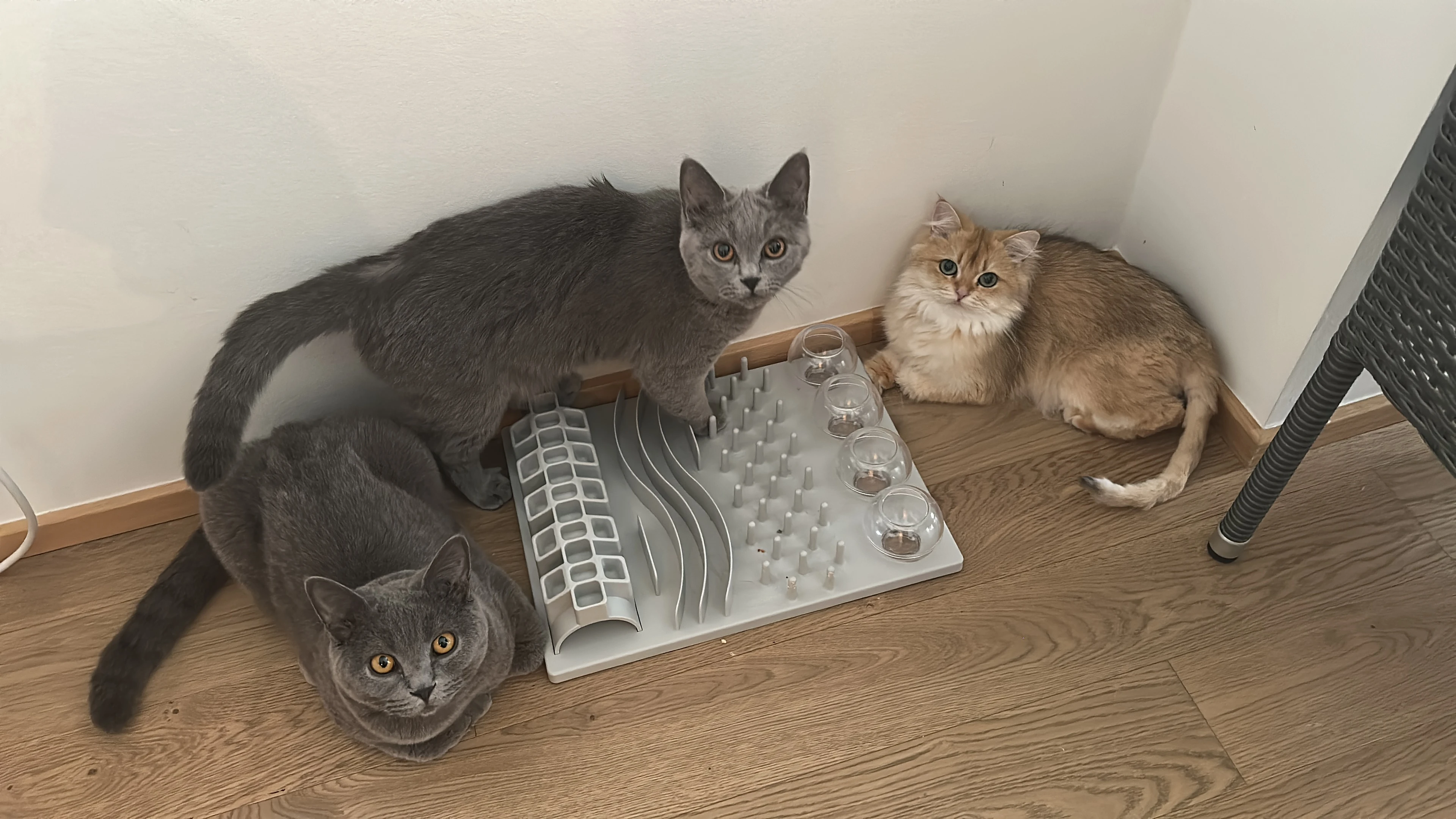 Lio, Daisy und Kiarra