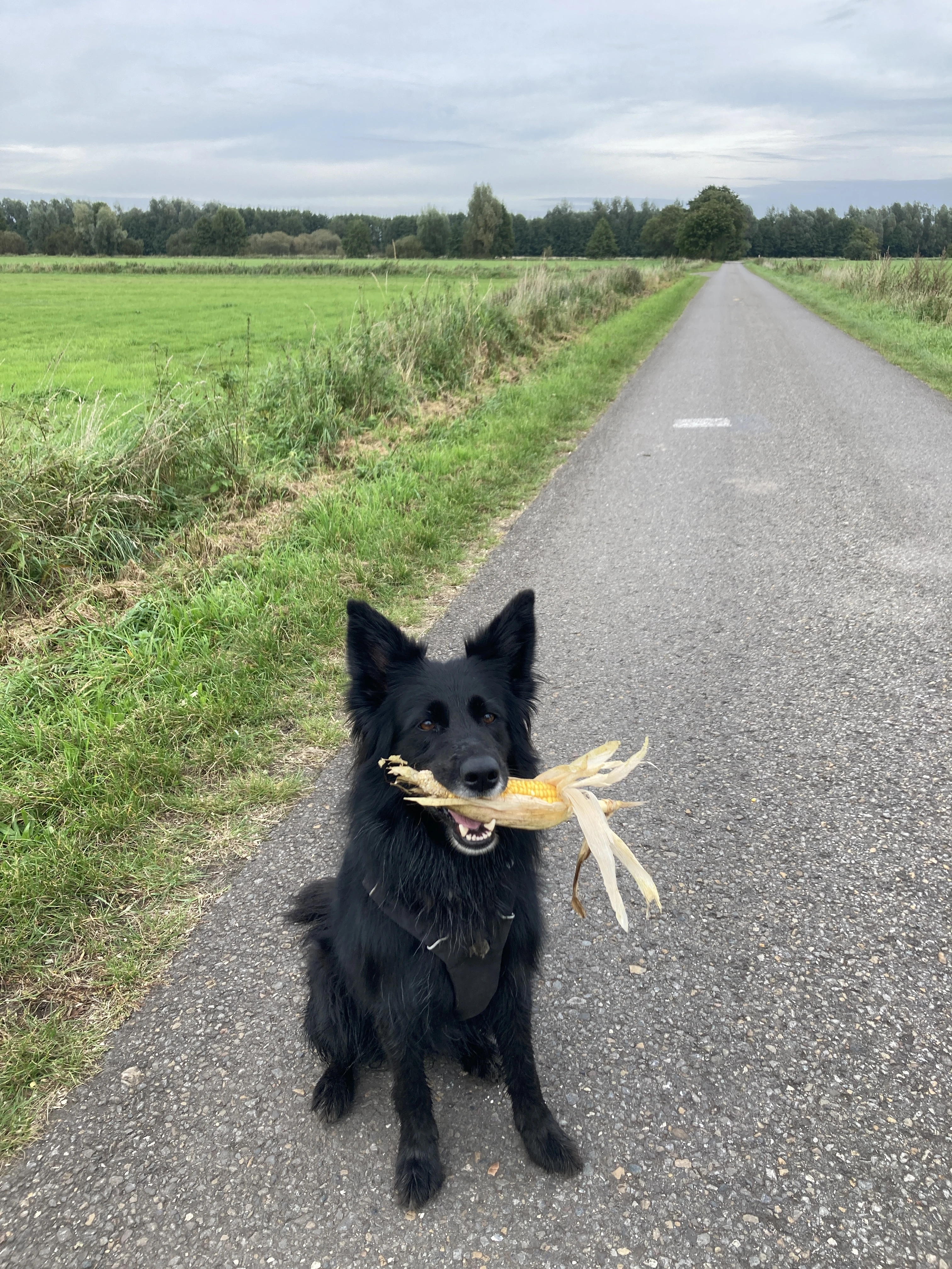 Mais pflücken in den Wiesen 