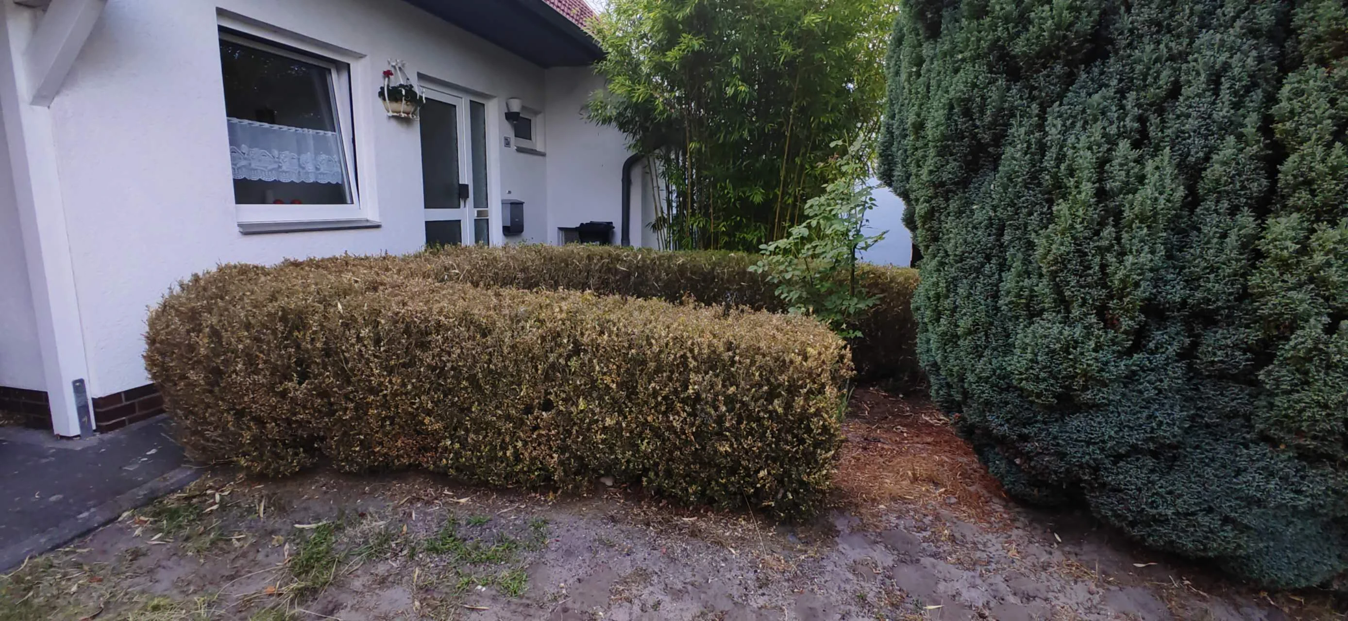 Die im Bild zu sehende Buxbaumreihe
