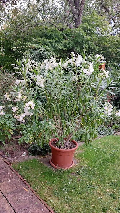 Weißer, gut gewachsener Oleander