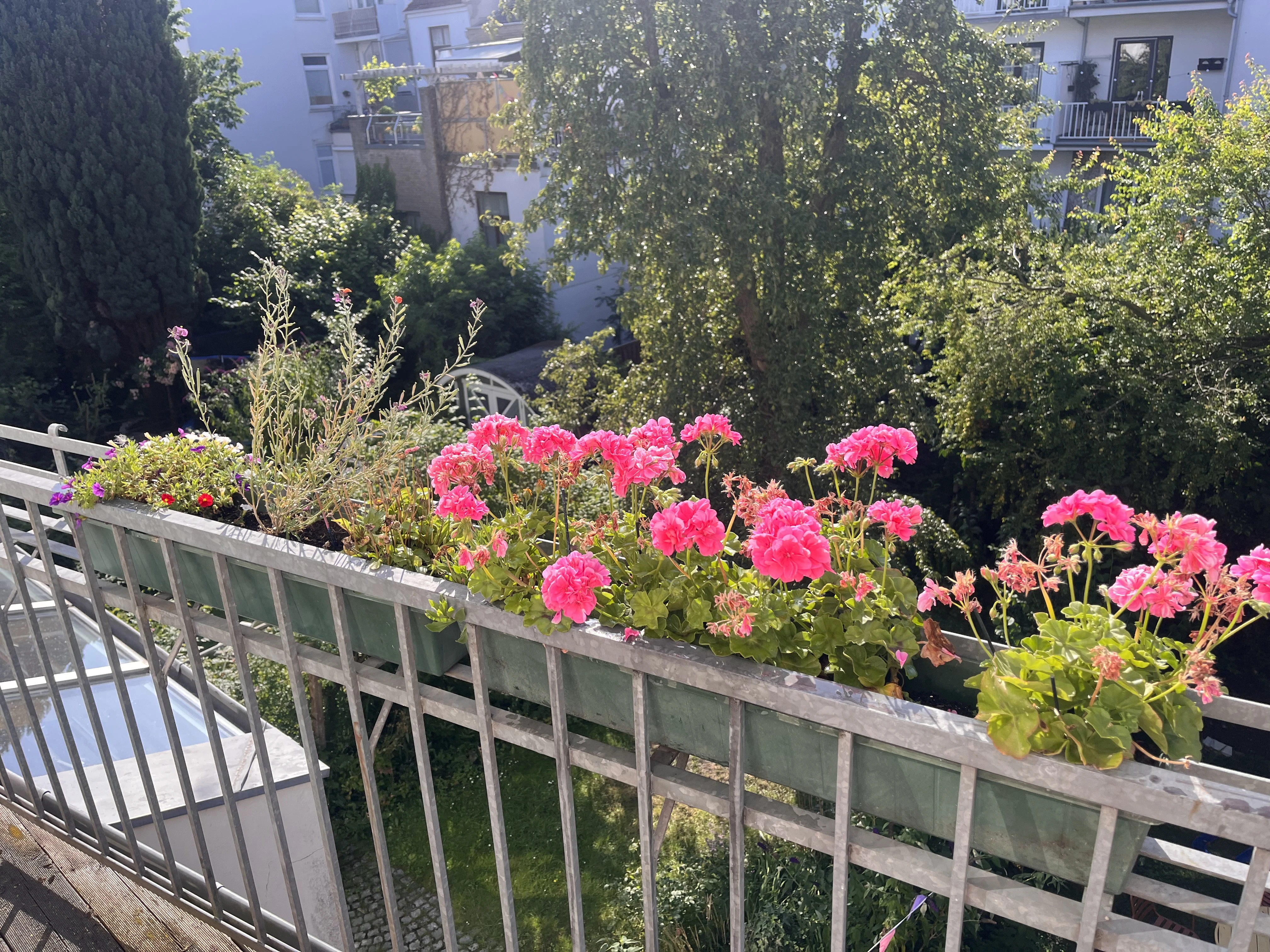 Blühende Blumen auf Balkon 