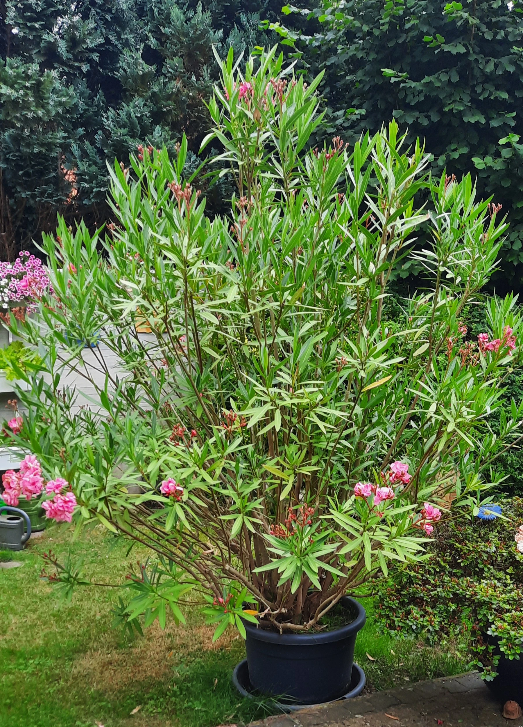 Oleander, Höhe ca. 2 m