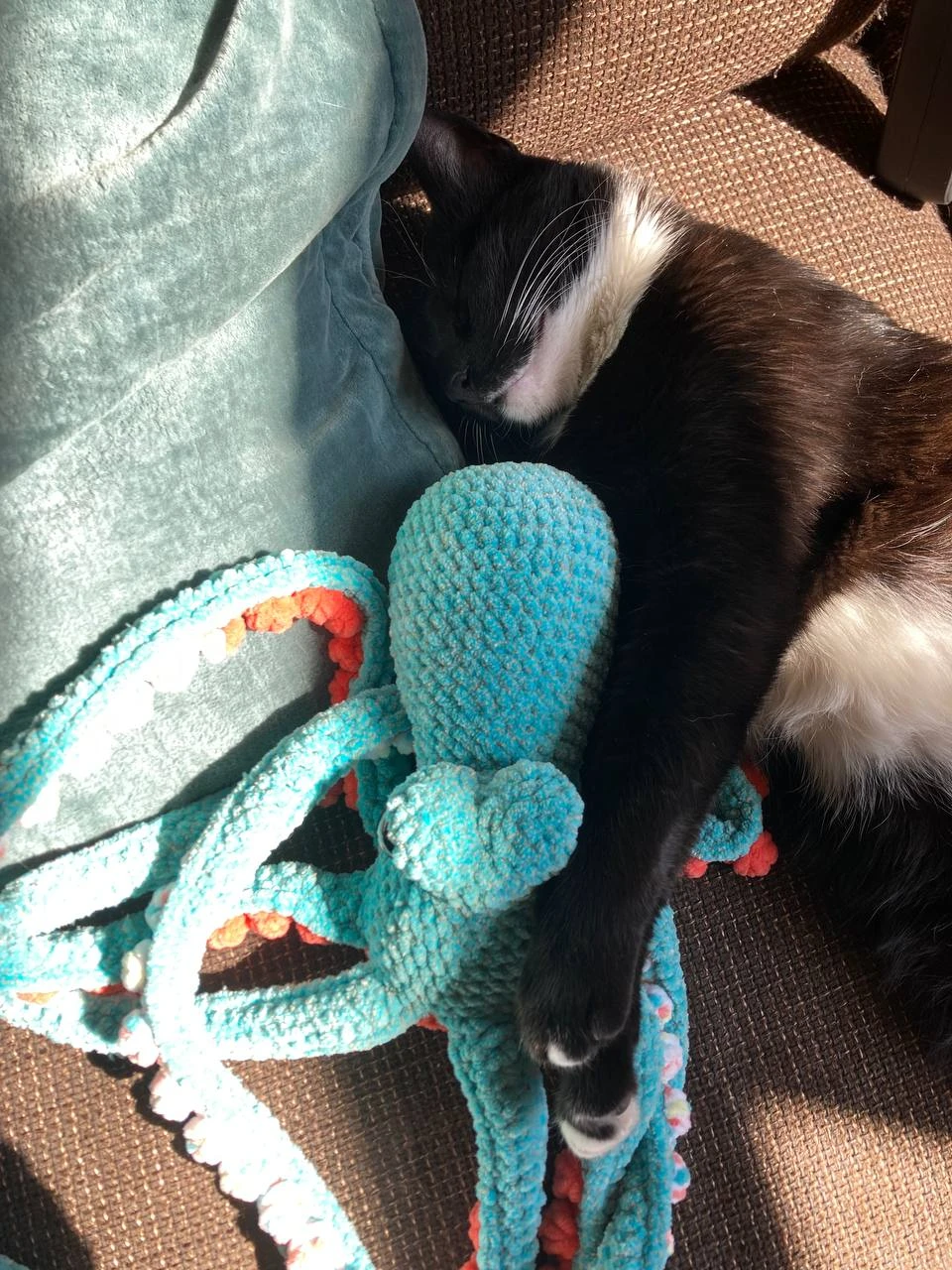 GESUCHTE KATZE