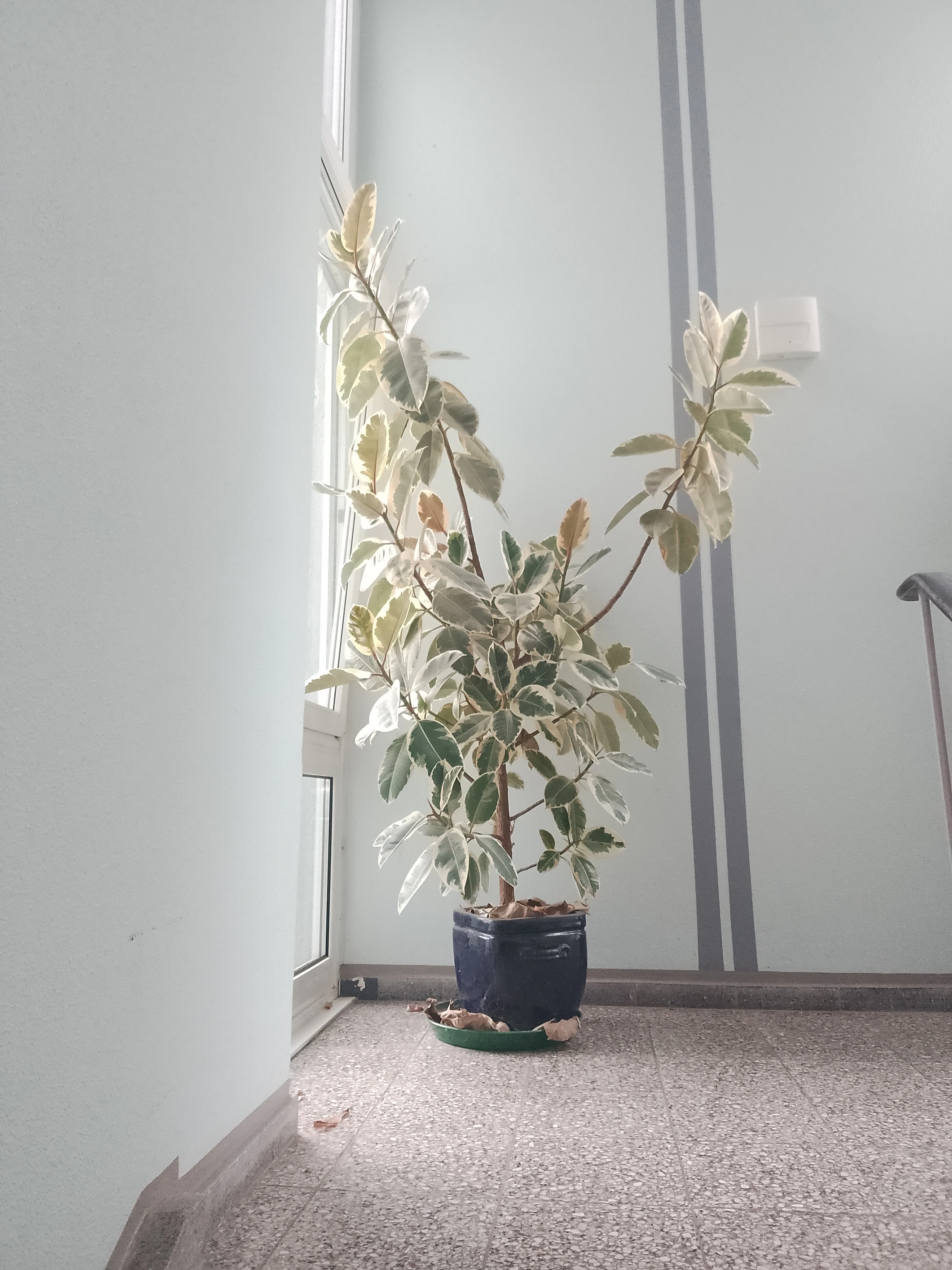 Gummibaum (Ficus elastica)