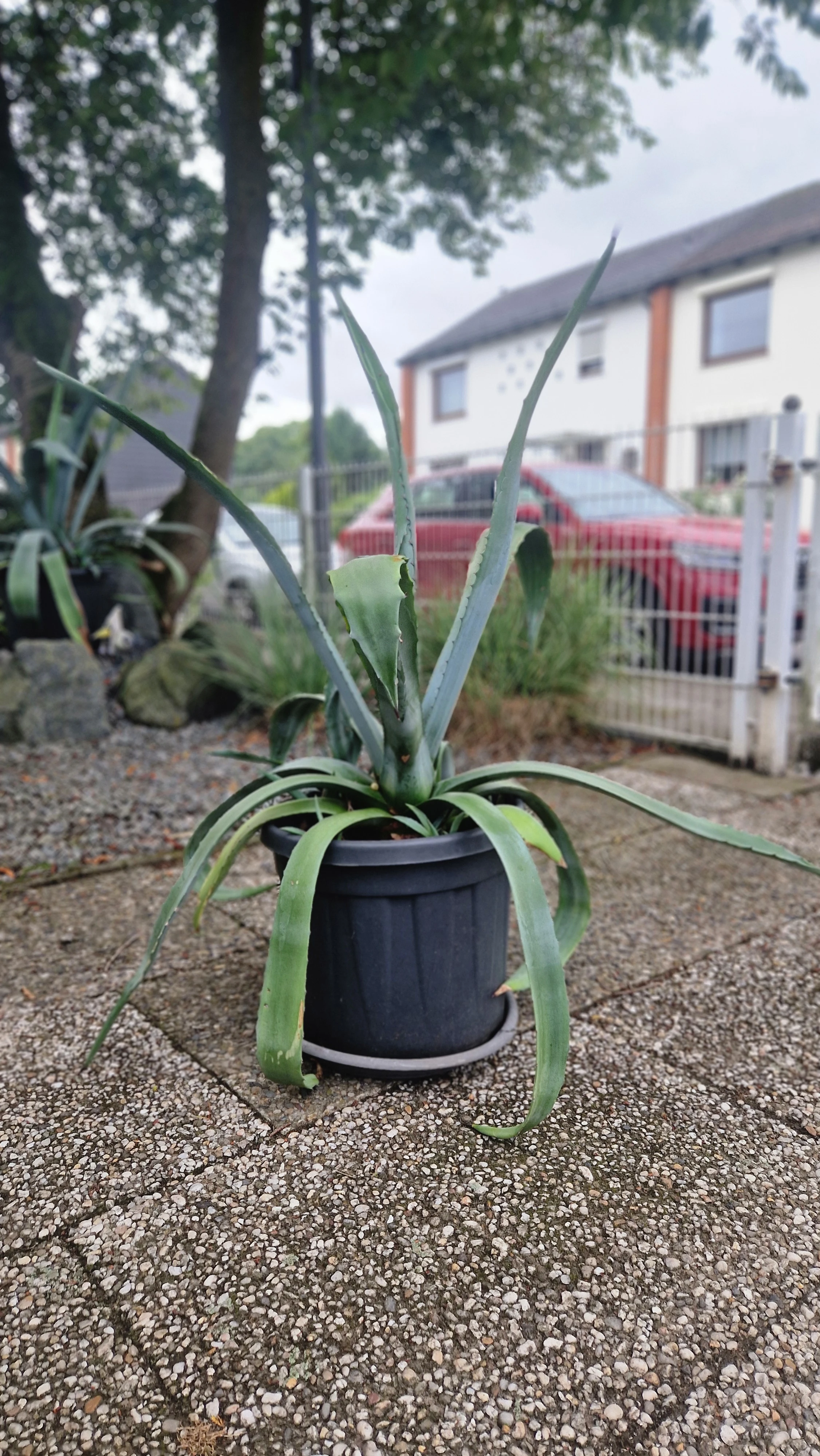 Agave 1 Meter groß 