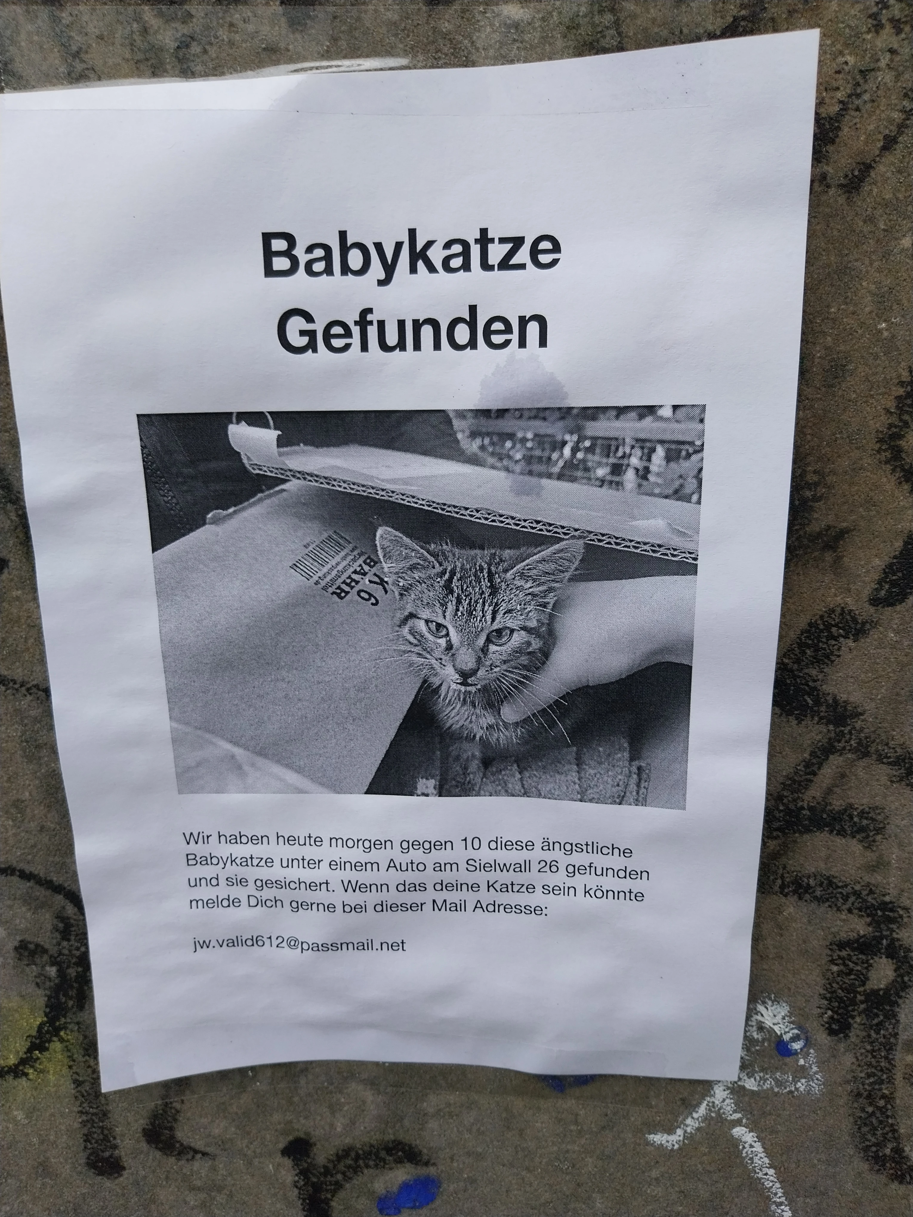 Babykatze gefunden 