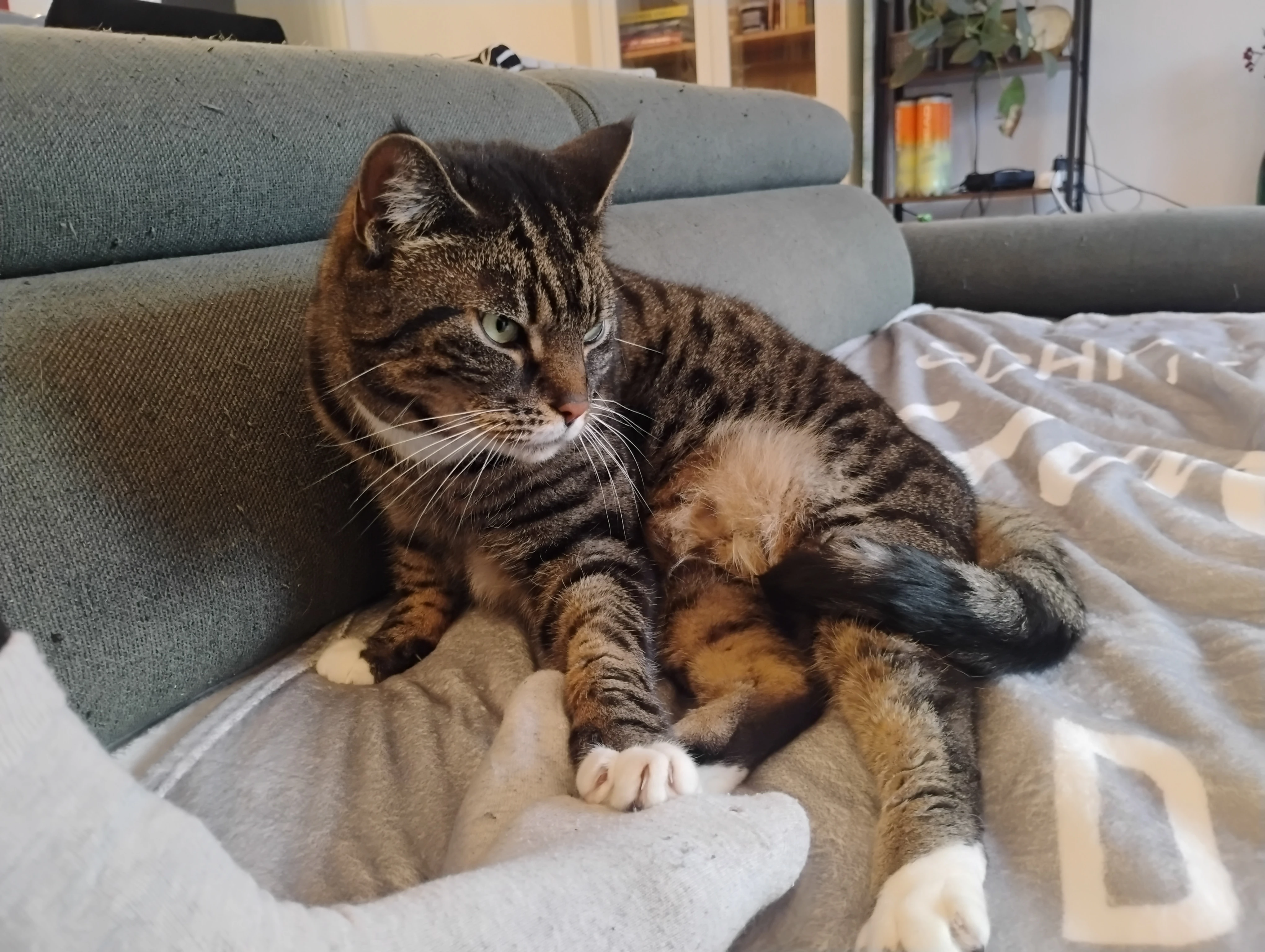 Nala