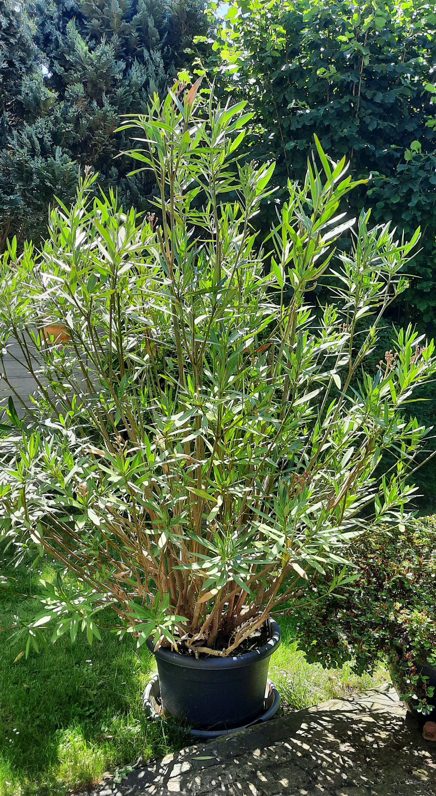 Oleander, Höhe 2 m