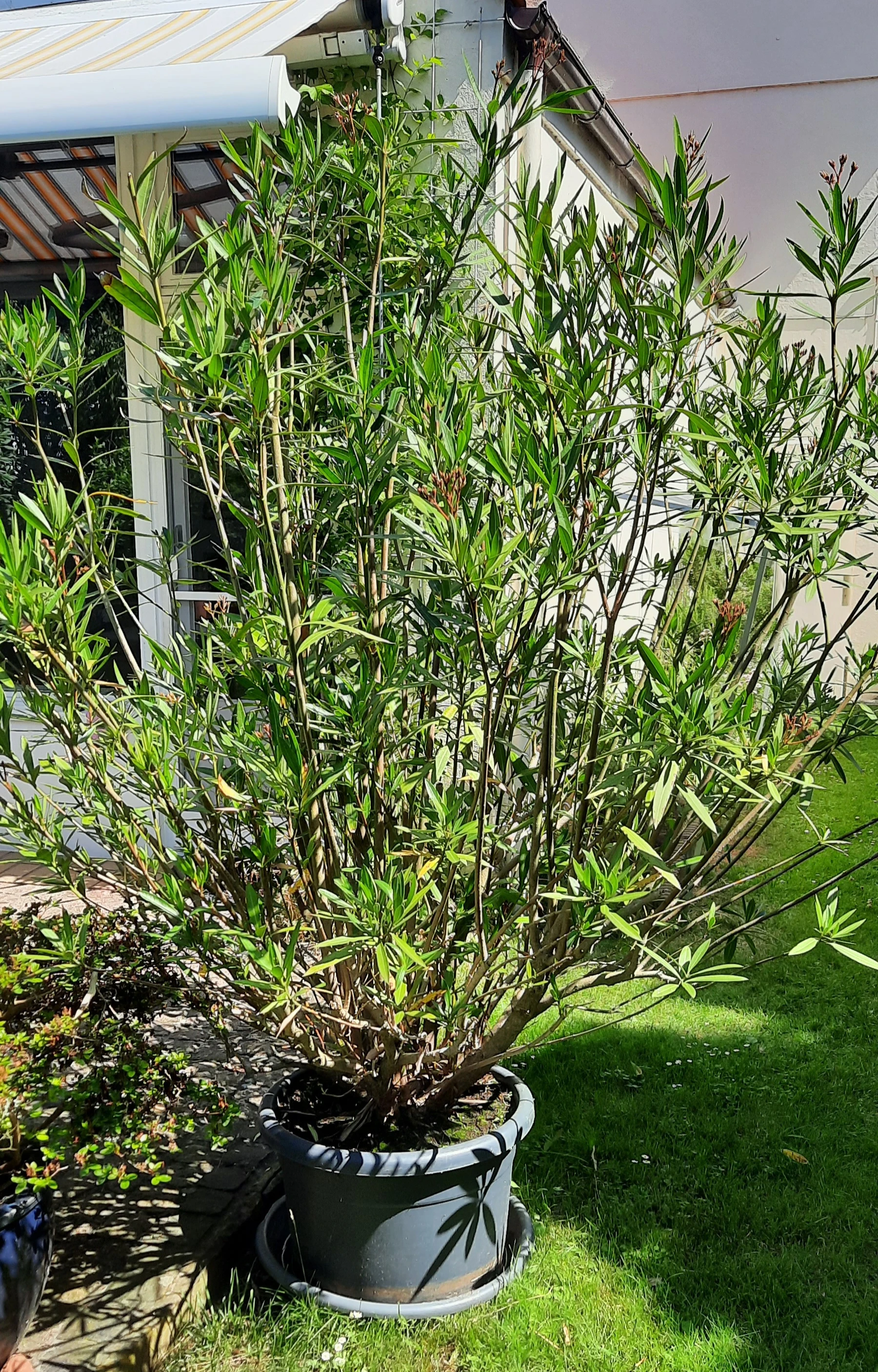 Oleander,  Höhe 2 m