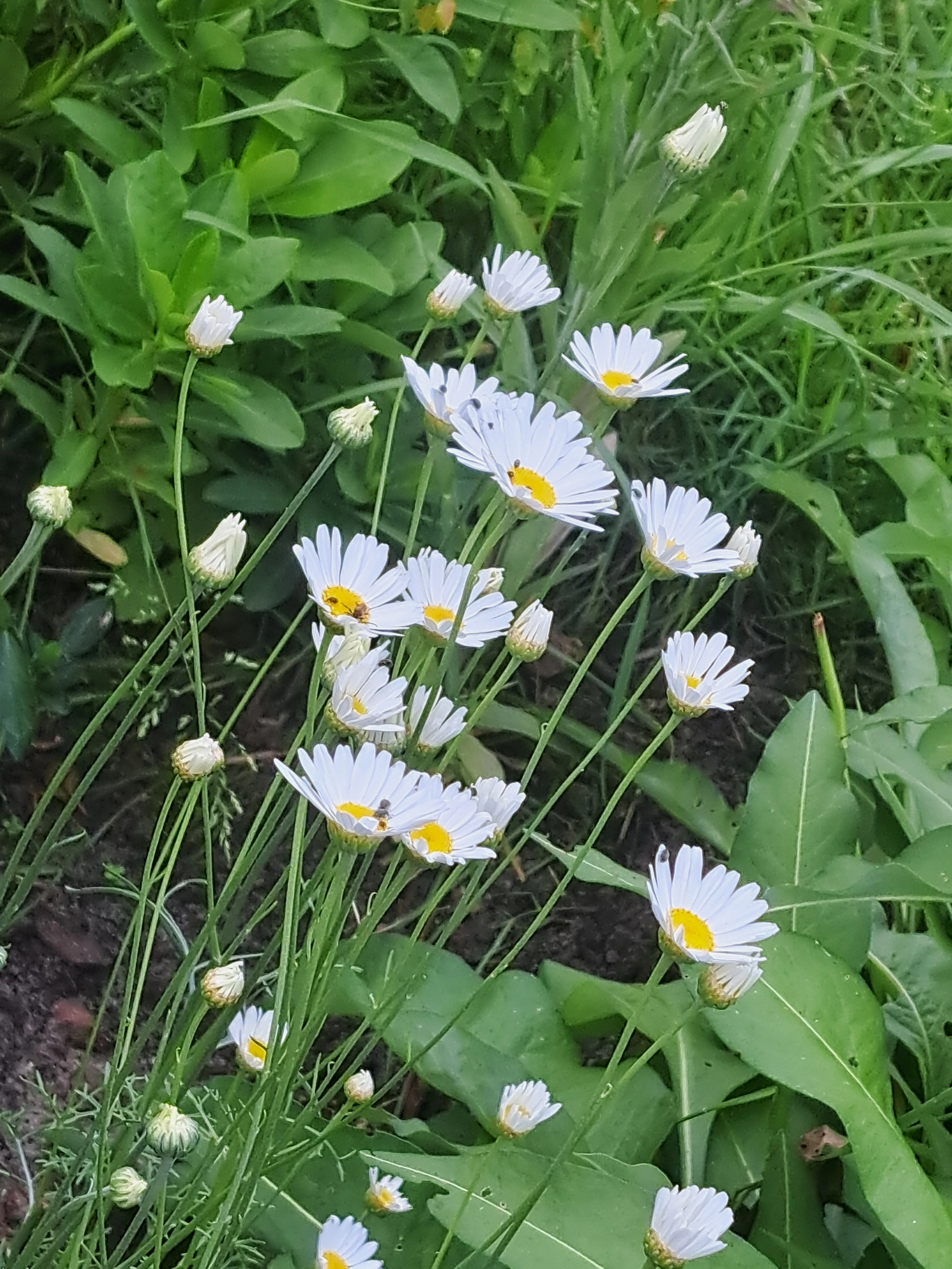 Gartenidylle