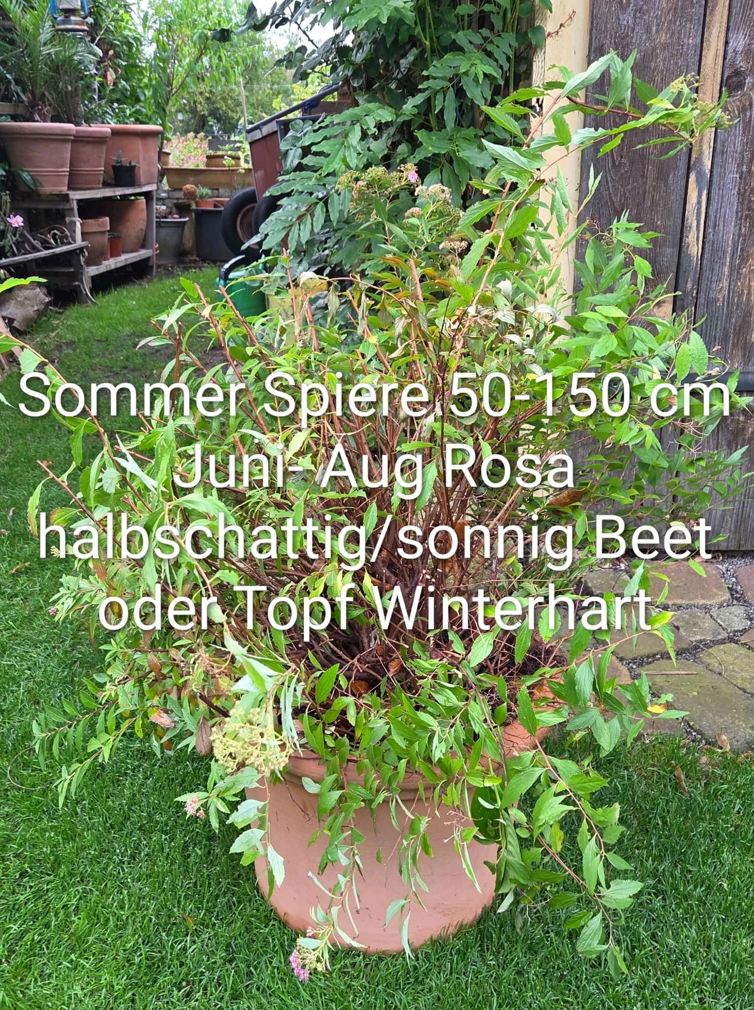 Spiere