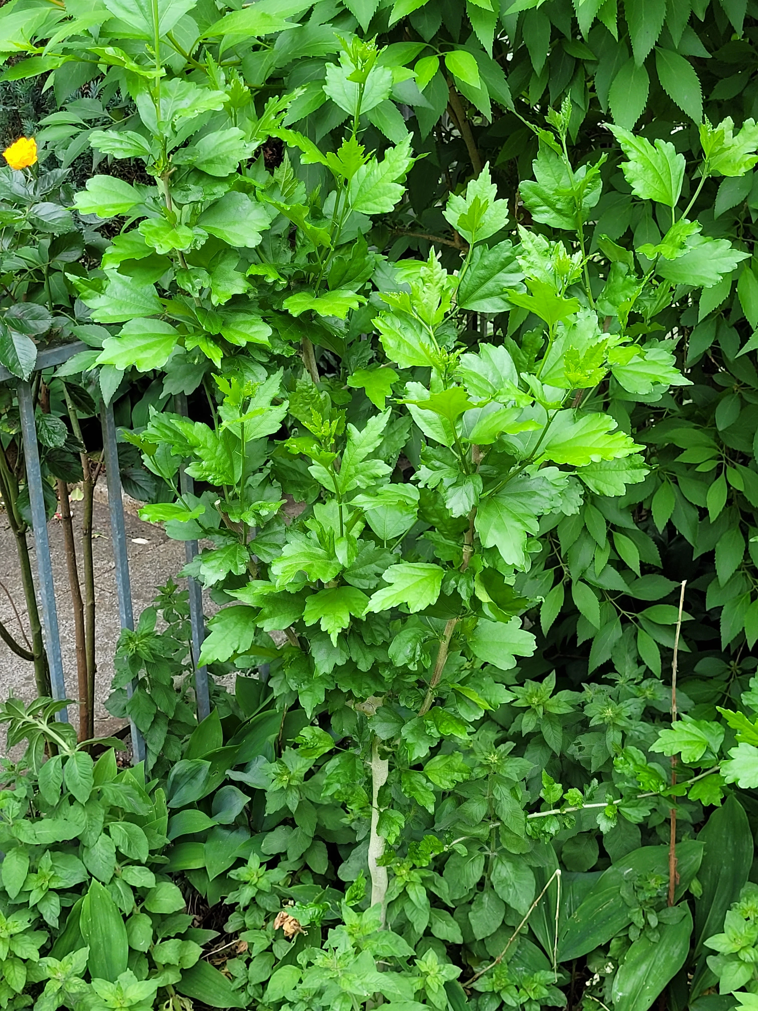 Hibiscus