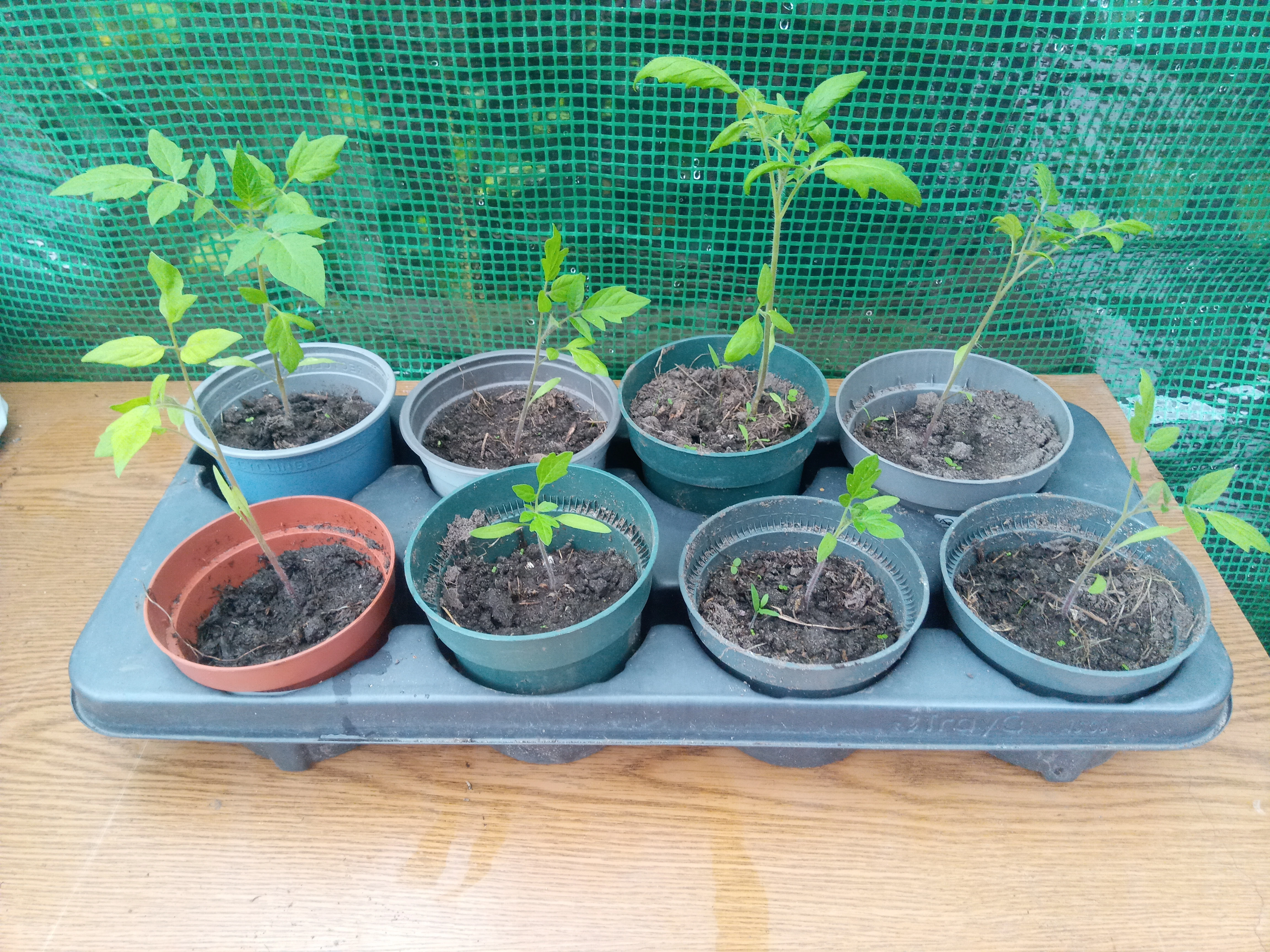 Gardenberry, süßeund aromatische Sorte 