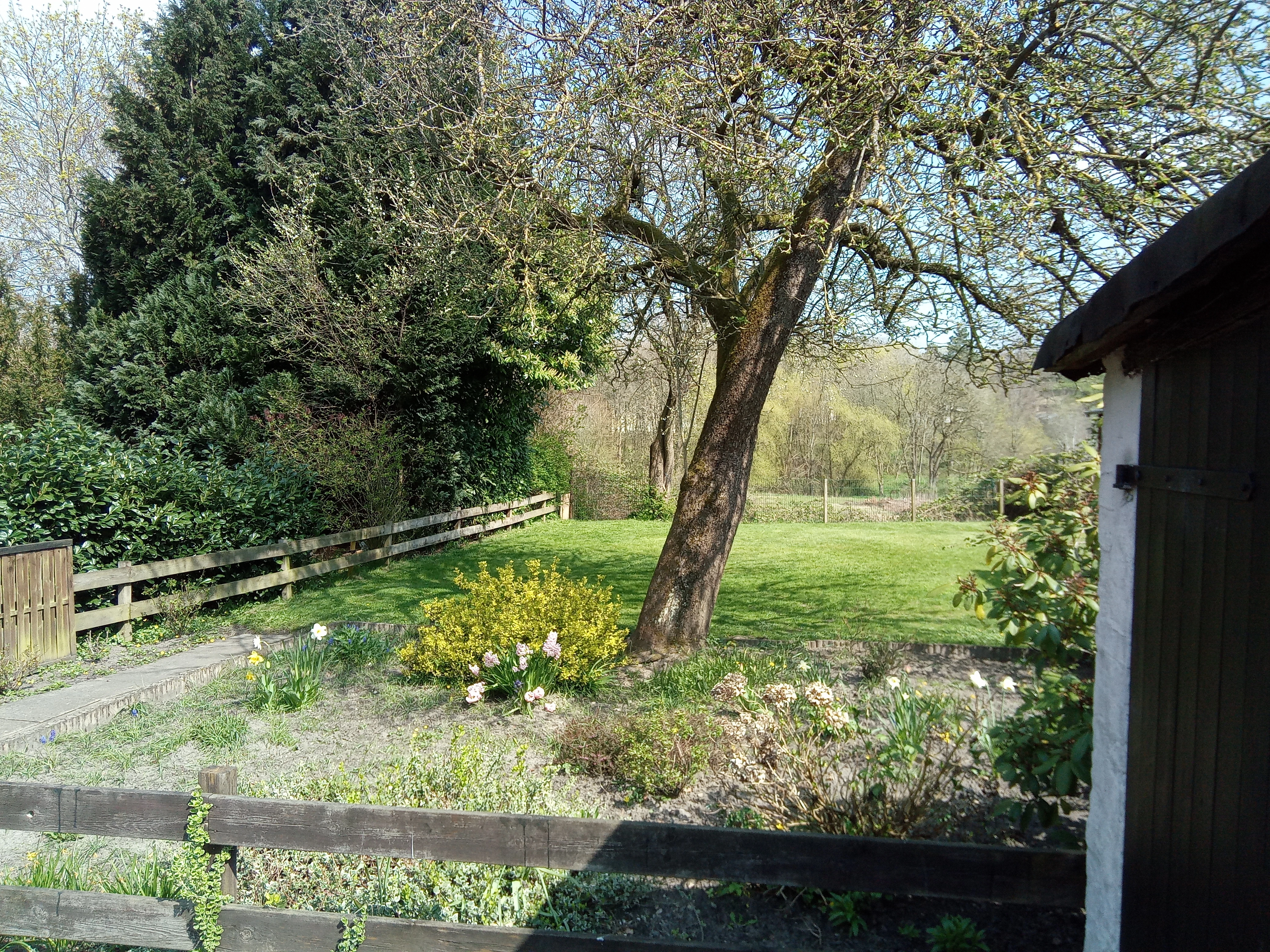 Apfelbaum 
