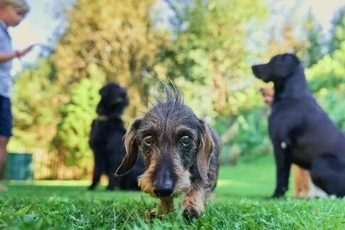 Hundebetreuung Oberneuland