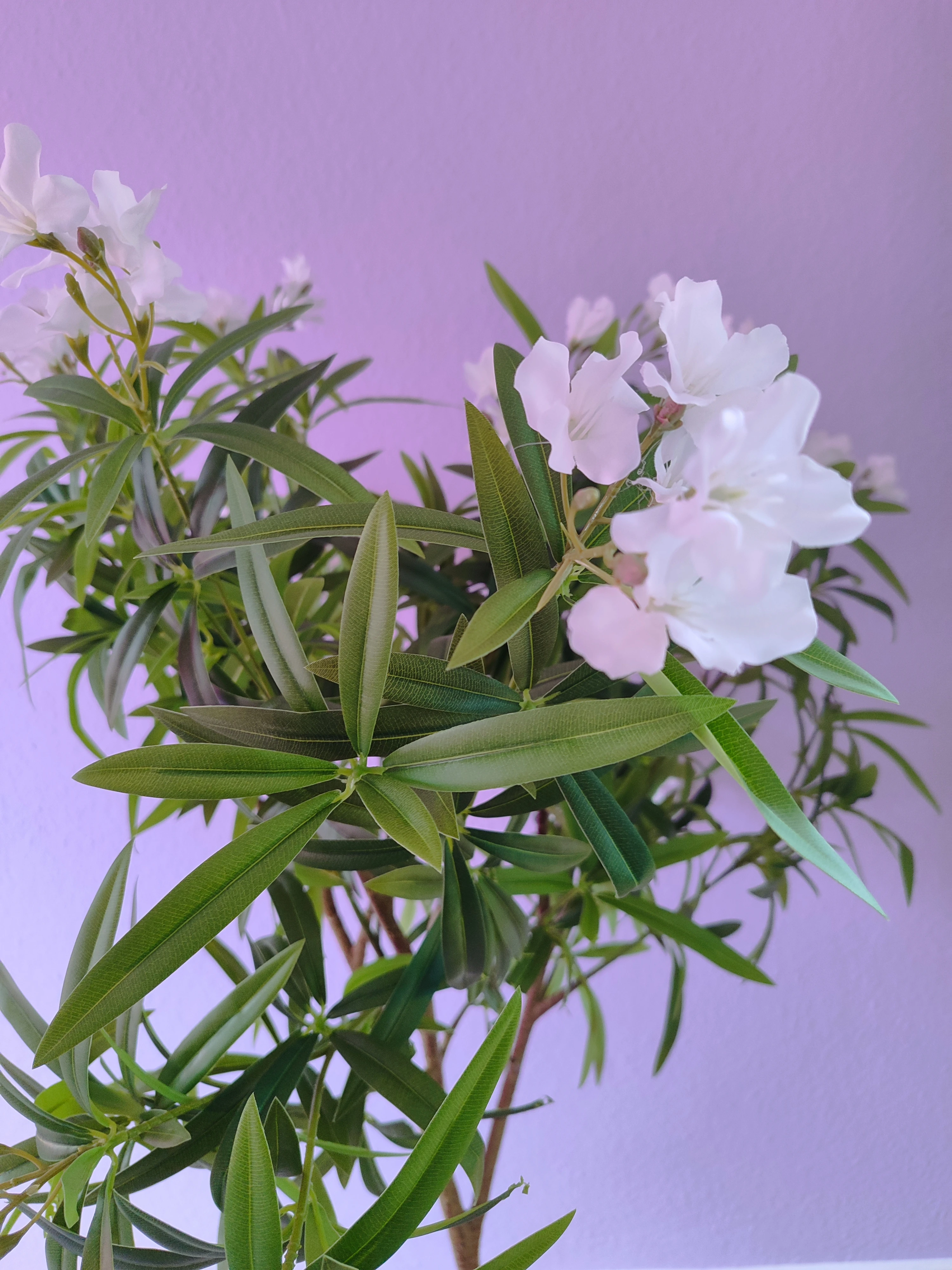 Blüten 