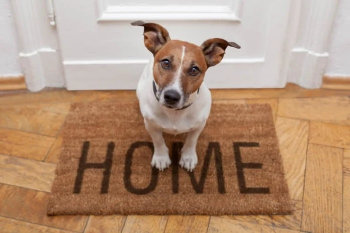 hundefreundlich Wohnung gesucht!