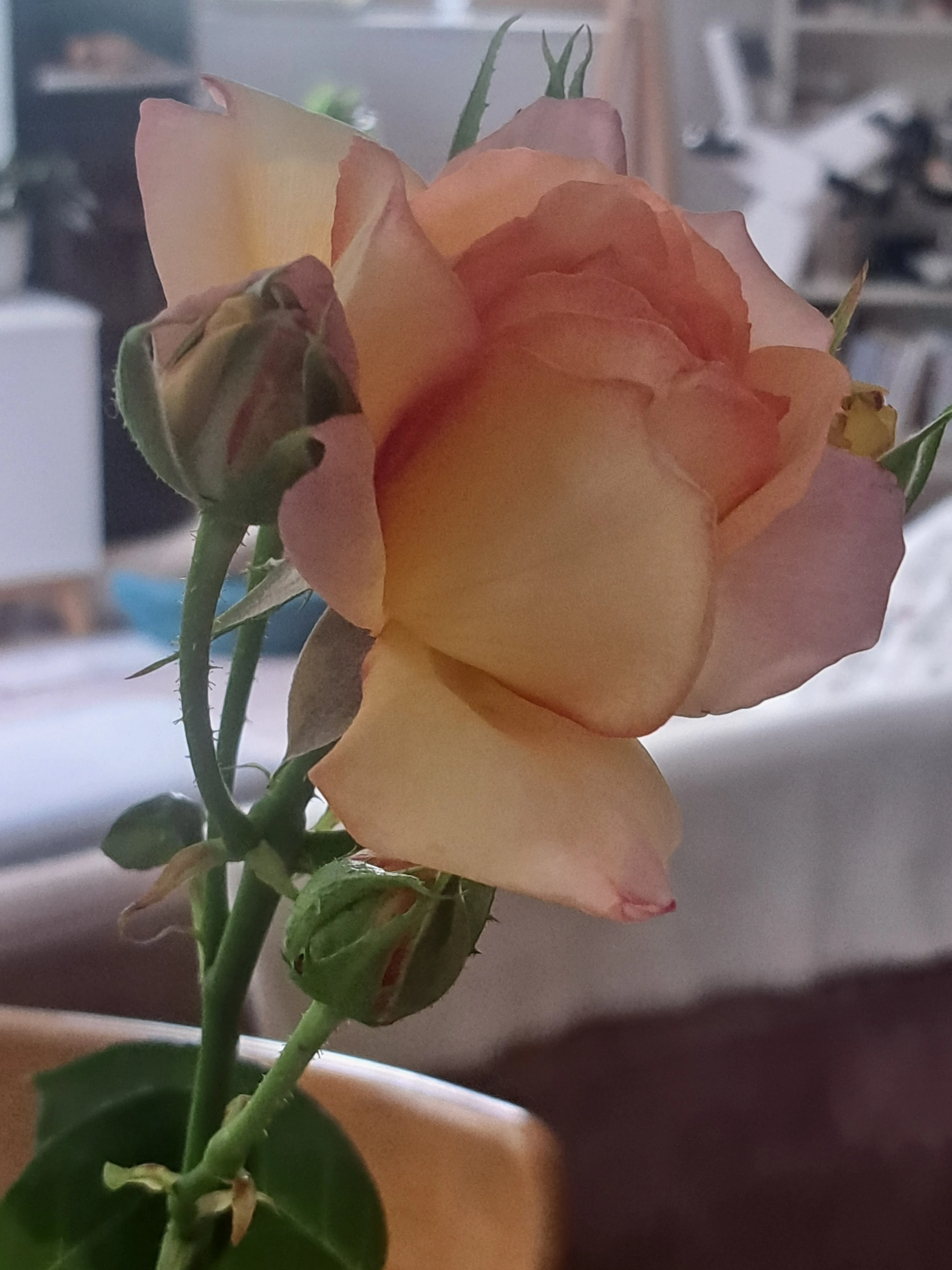 Gartenrose