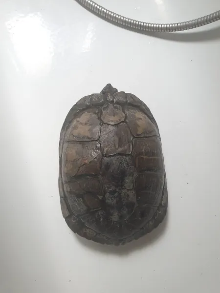 Panzer