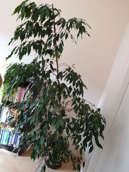 Ficus