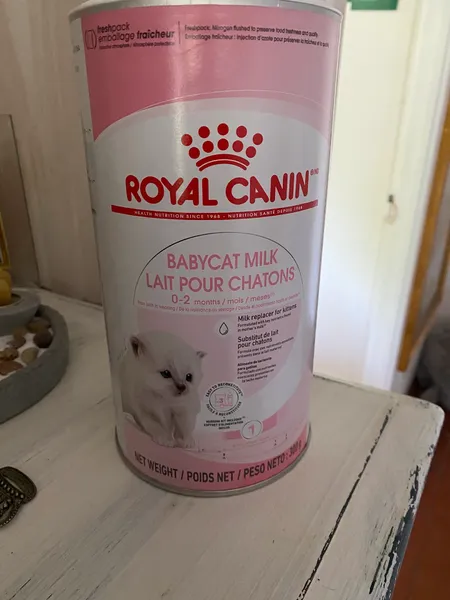 Kittenmilch