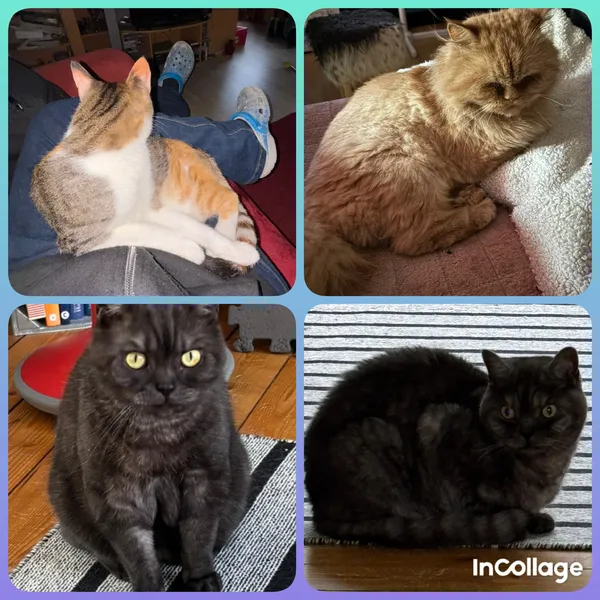 Katzen vom katzensitten