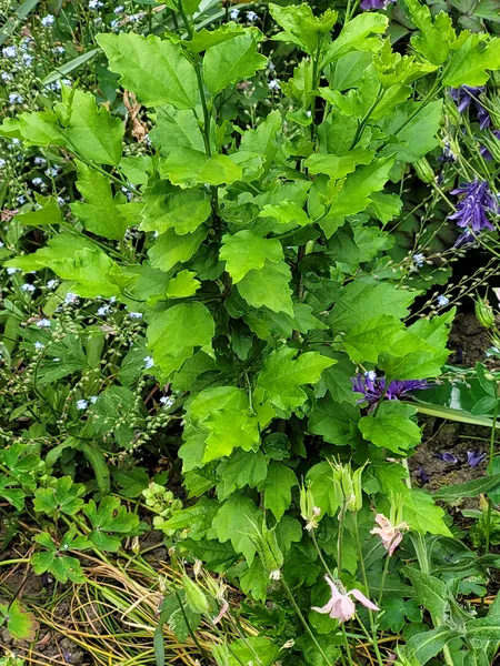 Hibiscus 