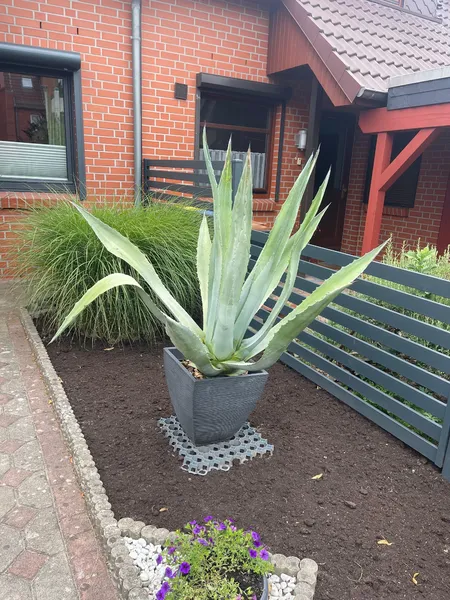 Agave 