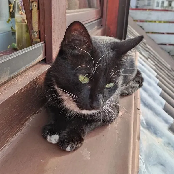 GESUCHTE KATZE