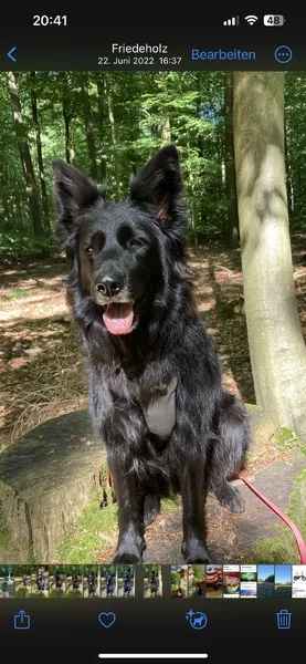 Im Wald