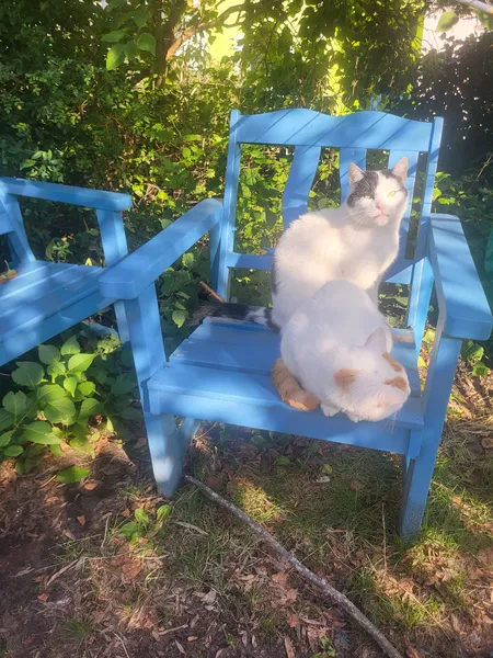 Die beiden Katzen 🐱 