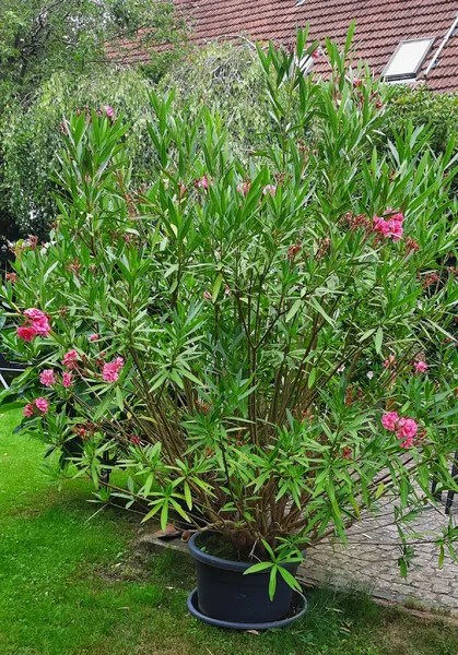 Oleander,  Höhe ca. 2 m
