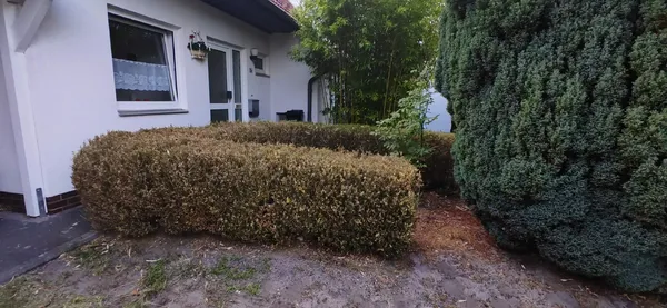 Die im Bild zu sehende Buxbaumreihe