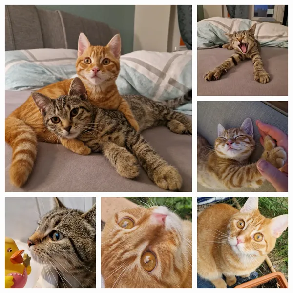 Katzensitter gesucht