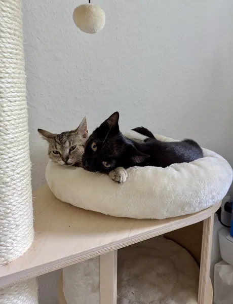 Katzen