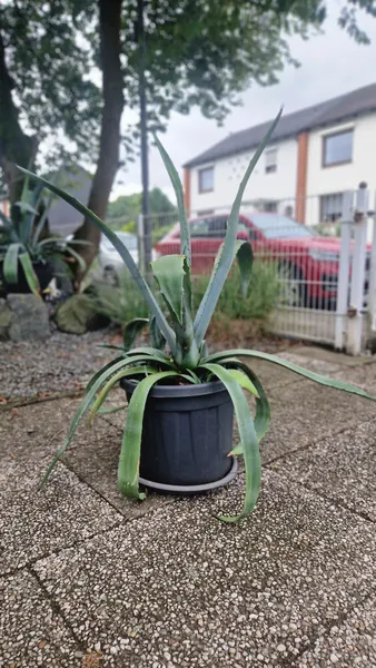 Agave 1 Meter groß 